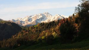 Preview wallpaper mountains, peaks, slope, trees, flowers