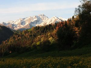 Preview wallpaper mountains, peaks, slope, trees, flowers