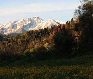 Preview wallpaper mountains, peaks, slope, trees, flowers