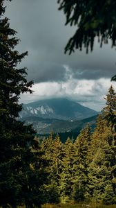 Preview wallpaper mountains, peaks, spruce, branches, sky