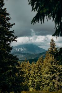 Preview wallpaper mountains, peaks, spruce, branches, sky