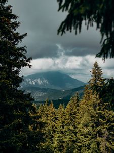 Preview wallpaper mountains, peaks, spruce, branches, sky