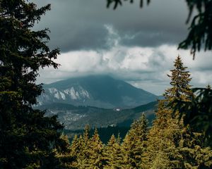 Preview wallpaper mountains, peaks, spruce, branches, sky