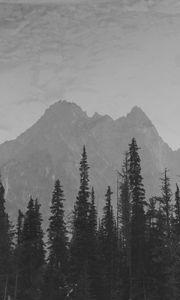 Preview wallpaper mountains, peaks, spruce, trees, darkness