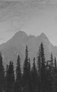 Preview wallpaper mountains, peaks, spruce, trees, darkness