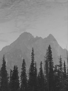 Preview wallpaper mountains, peaks, spruce, trees, darkness