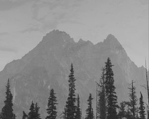 Preview wallpaper mountains, peaks, spruce, trees, darkness