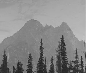 Preview wallpaper mountains, peaks, spruce, trees, darkness