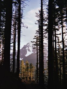 Preview wallpaper mountains, peaks, trees, snow, snowy