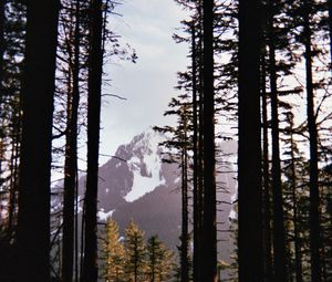 Preview wallpaper mountains, peaks, trees, snow, snowy