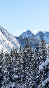 Preview wallpaper mountains, pines, snow, trees, winter