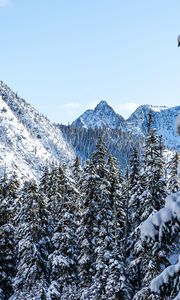 Preview wallpaper mountains, pines, snow, trees, winter