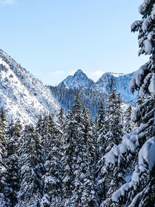 Preview wallpaper mountains, pines, snow, trees, winter