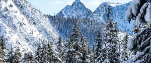 Preview wallpaper mountains, pines, snow, trees, winter