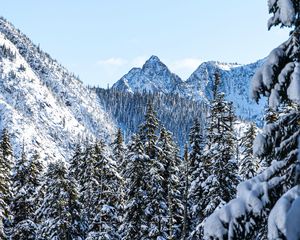 Preview wallpaper mountains, pines, snow, trees, winter