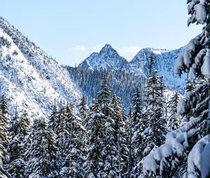 Preview wallpaper mountains, pines, snow, trees, winter