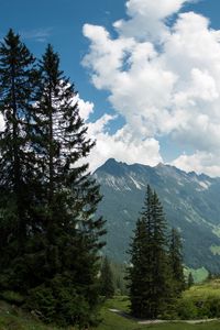 Preview wallpaper mountains, pines, trees, landscape, nature
