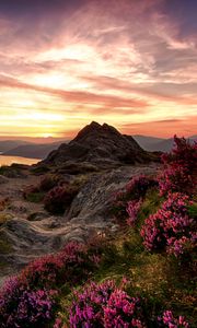 Preview wallpaper mountains, relief, wild flowers, twilight, landscape