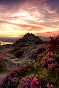 Preview wallpaper mountains, relief, wild flowers, twilight, landscape