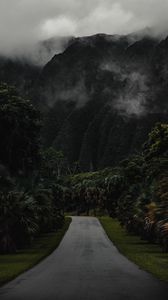 Preview wallpaper mountains, road, trees, palms, fog