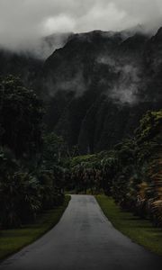 Preview wallpaper mountains, road, trees, palms, fog