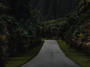 Preview wallpaper mountains, road, trees, palms, fog