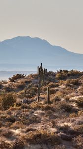 Preview wallpaper mountains, rocks, cacti, landscape, nature