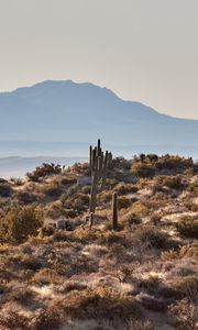 Preview wallpaper mountains, rocks, cacti, landscape, nature