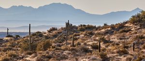 Preview wallpaper mountains, rocks, cacti, landscape, nature