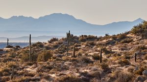 Preview wallpaper mountains, rocks, cacti, landscape, nature