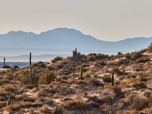 Preview wallpaper mountains, rocks, cacti, landscape, nature