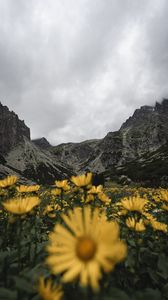 Preview wallpaper mountains, rocks, flowers, yellow, wildflowers