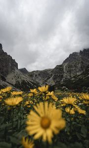 Preview wallpaper mountains, rocks, flowers, yellow, wildflowers