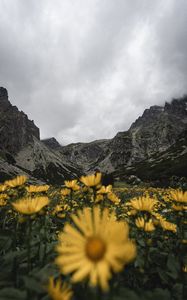 Preview wallpaper mountains, rocks, flowers, yellow, wildflowers