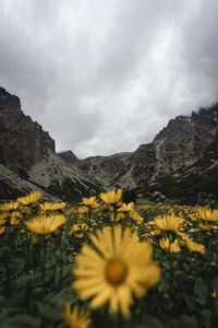 Preview wallpaper mountains, rocks, flowers, yellow, wildflowers