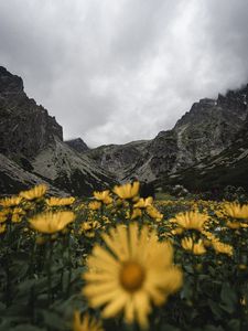 Preview wallpaper mountains, rocks, flowers, yellow, wildflowers