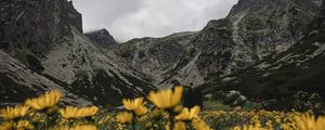 Preview wallpaper mountains, rocks, flowers, yellow, wildflowers