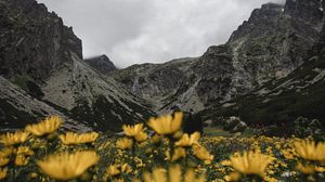 Preview wallpaper mountains, rocks, flowers, yellow, wildflowers