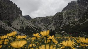 Preview wallpaper mountains, rocks, flowers, yellow, wildflowers