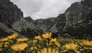 Preview wallpaper mountains, rocks, flowers, yellow, wildflowers