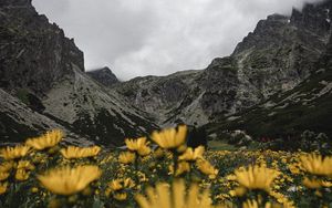 Preview wallpaper mountains, rocks, flowers, yellow, wildflowers