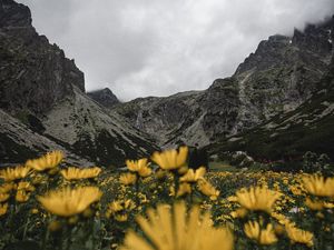 Preview wallpaper mountains, rocks, flowers, yellow, wildflowers