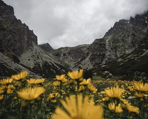 Preview wallpaper mountains, rocks, flowers, yellow, wildflowers