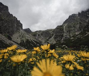 Preview wallpaper mountains, rocks, flowers, yellow, wildflowers