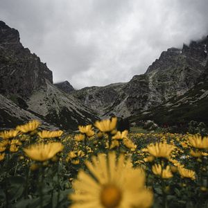 Preview wallpaper mountains, rocks, flowers, yellow, wildflowers