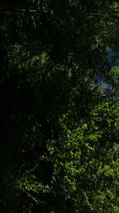 Preview wallpaper mountains, rocks, forest, trees, nature, summer