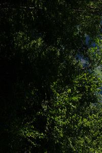 Preview wallpaper mountains, rocks, forest, trees, nature, summer