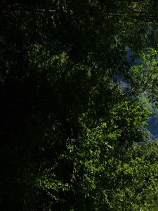 Preview wallpaper mountains, rocks, forest, trees, nature, summer