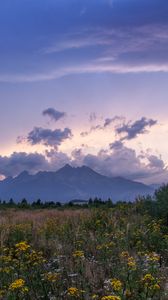 Preview wallpaper mountains, rocks, wildflowers, grass, distance