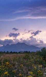 Preview wallpaper mountains, rocks, wildflowers, grass, distance